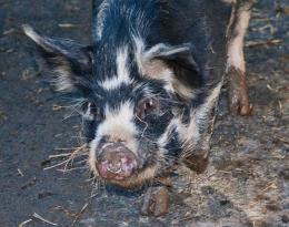 kunekunepig